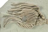 Spectacular Actinocrinites Crinoid With Macrocrinus - Indiana #272813-2